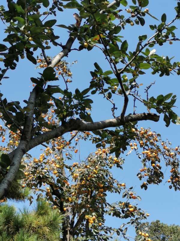 说明: C:\Users\DELL\AppData\Local\Temp\WeChat Files\b8cde79032bd0ccec3c2920c2f11873.jpg