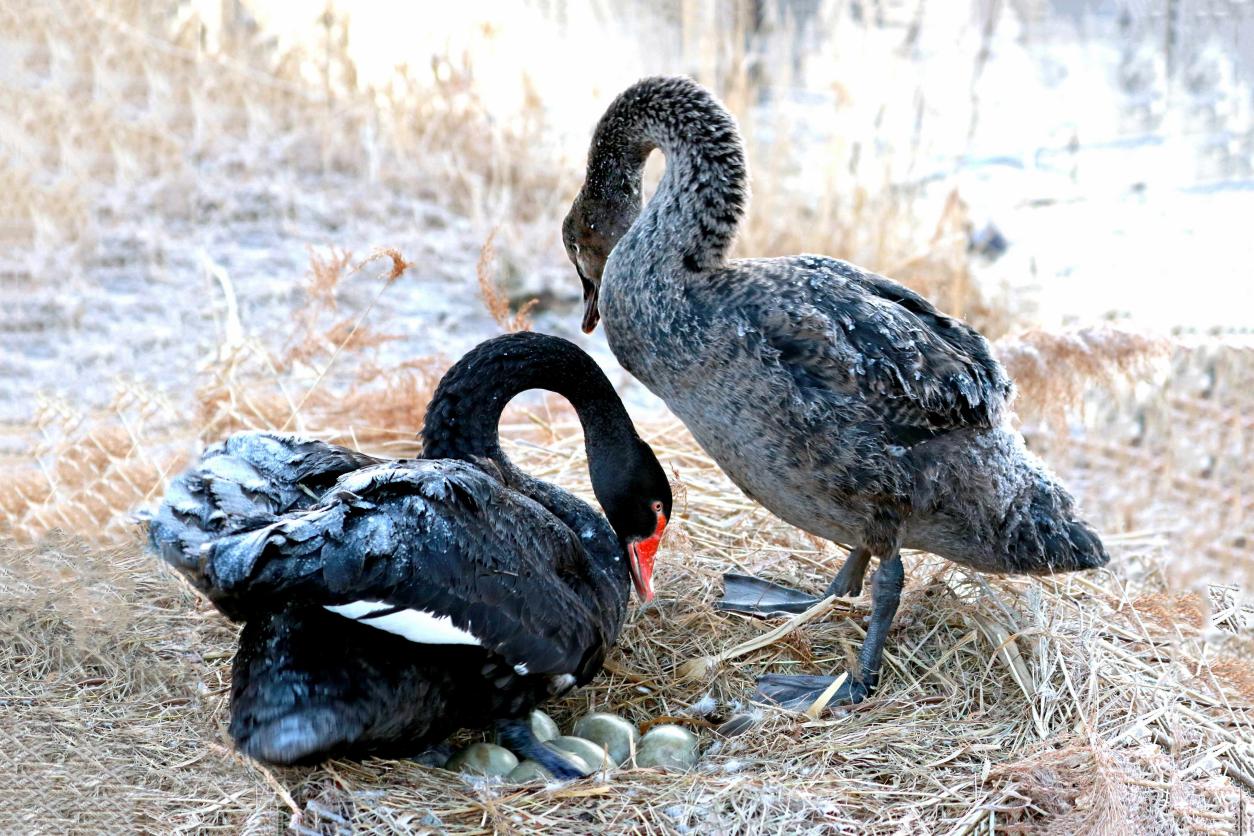 365英国上市公司